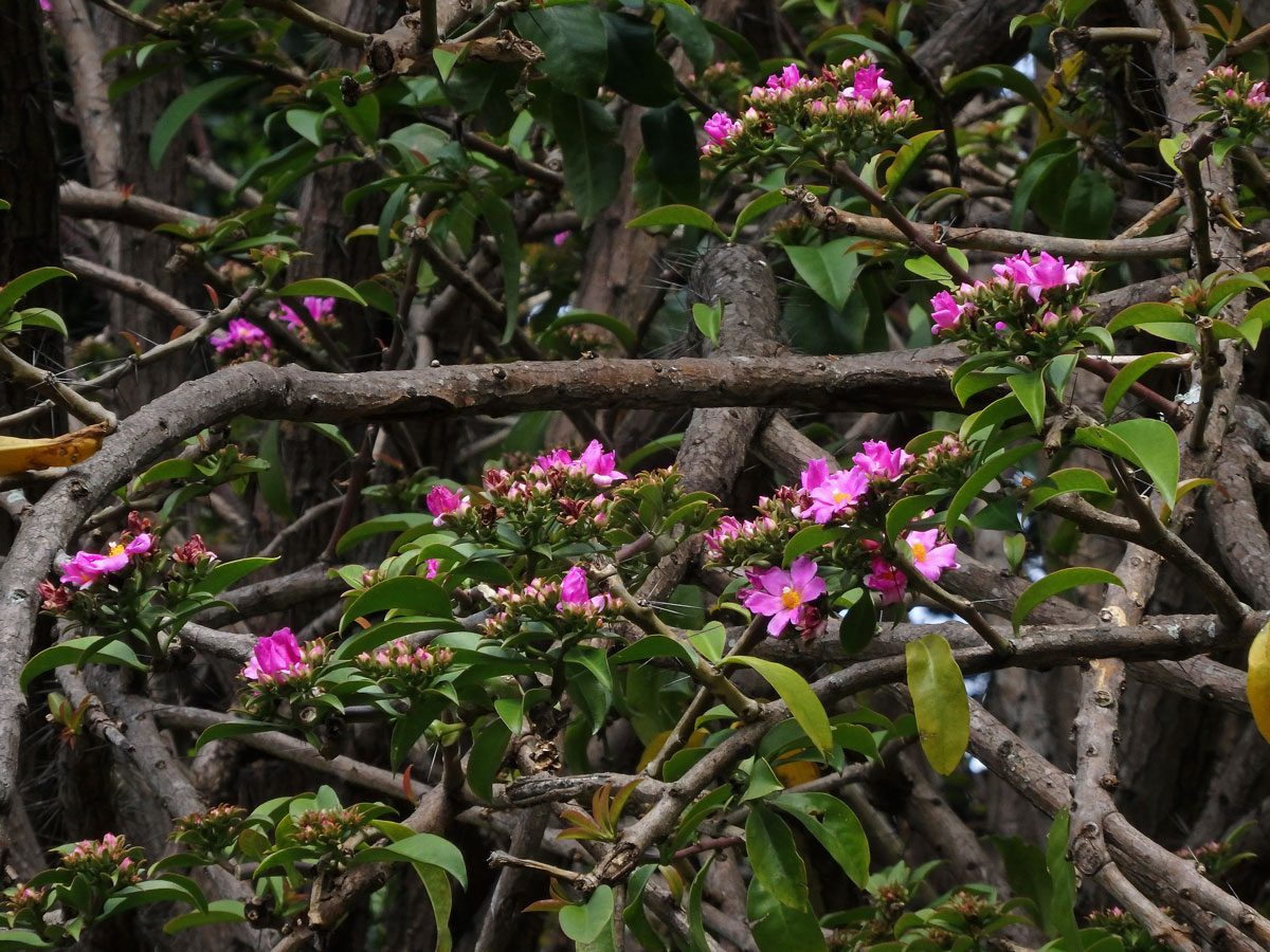 Rhodocactus grandifolius (Haw.) F. M. Knuth