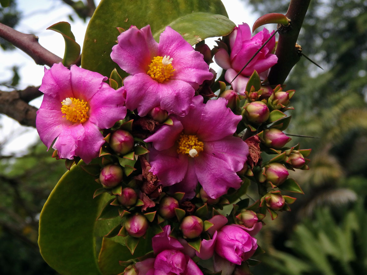 Rhodocactus grandifolius (Haw.) F. M. Knuth