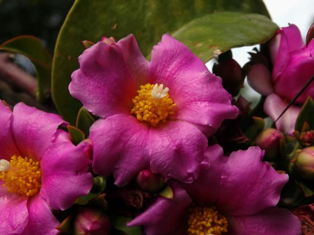 Rhodocactus grandifolius (Haw.) F. M. Knuth