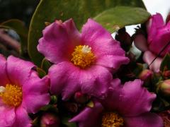 Rhodocactus grandifolius (Haw.) F. M. Knuth