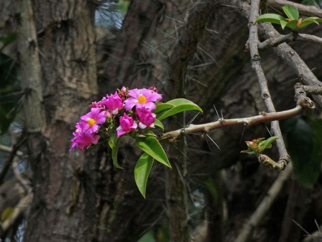 Rhodocactus grandifolius (Haw.) F. M. Knuth