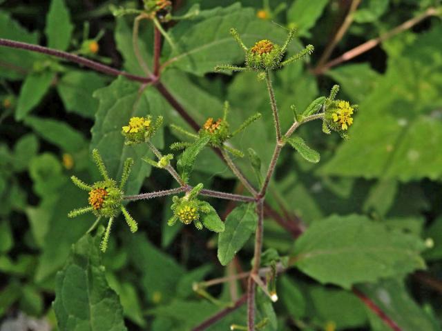 Sigesbeckia orientalis L.