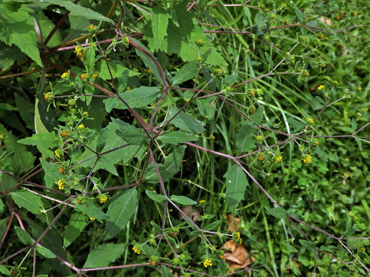 Sigesbeckia orientalis L.