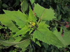 Sigesbeckia orientalis L.