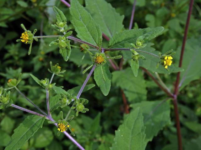 Sigesbeckia orientalis L.