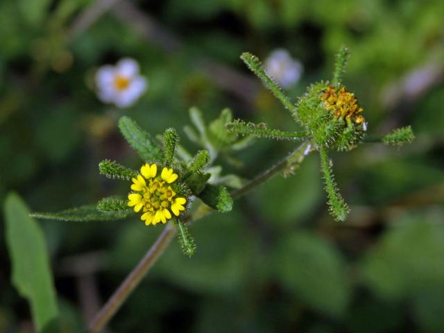 Sigesbeckia orientalis L.