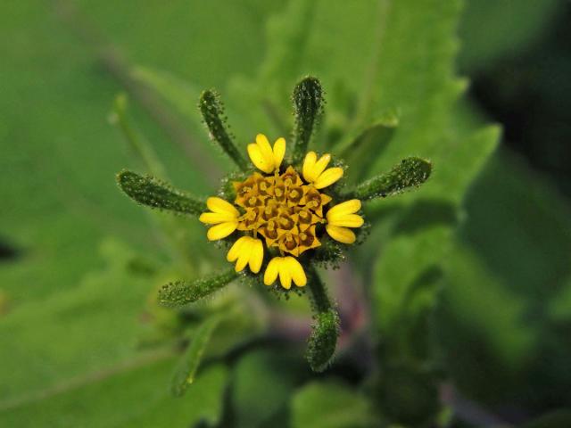 Sigesbeckia orientalis L.