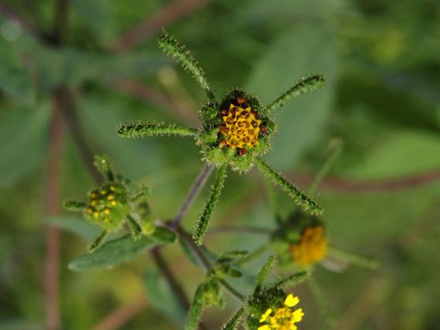 Sigesbeckia orientalis L.