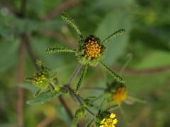 Sigesbeckia orientalis L.