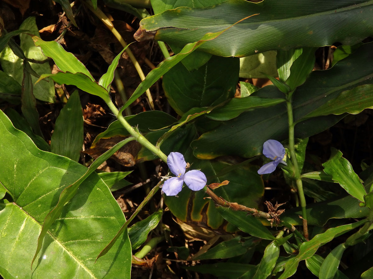 Coleotrype natalensis C. B. Clarke