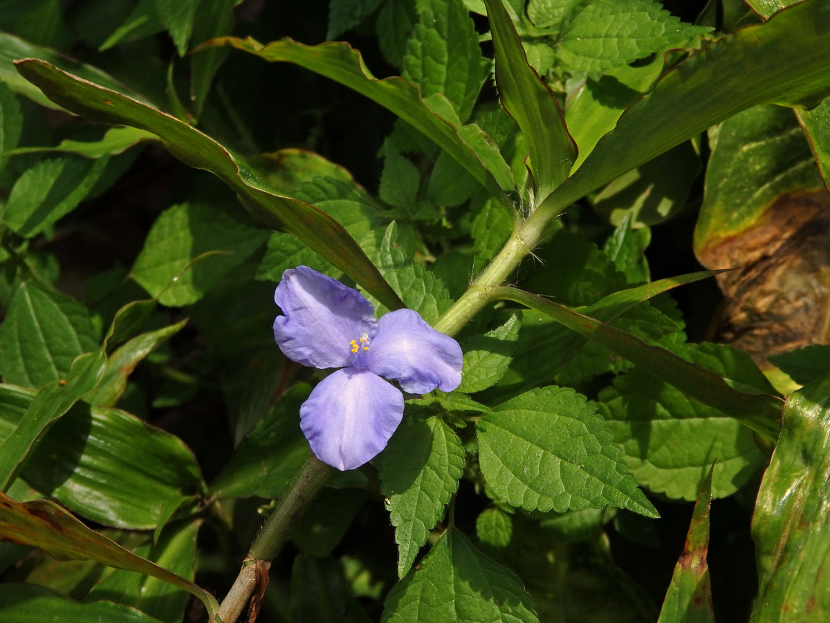 Coleotrype natalensis C. B. Clarke