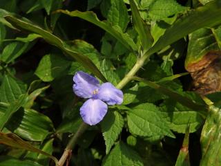 Coleotrype natalensis C. B. Clarke