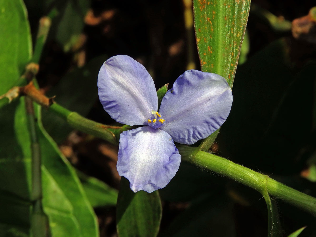 Coleotrype natalensis C. B. Clarke