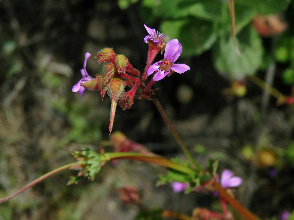 3_Kakostovité: Kakost (Geranium)