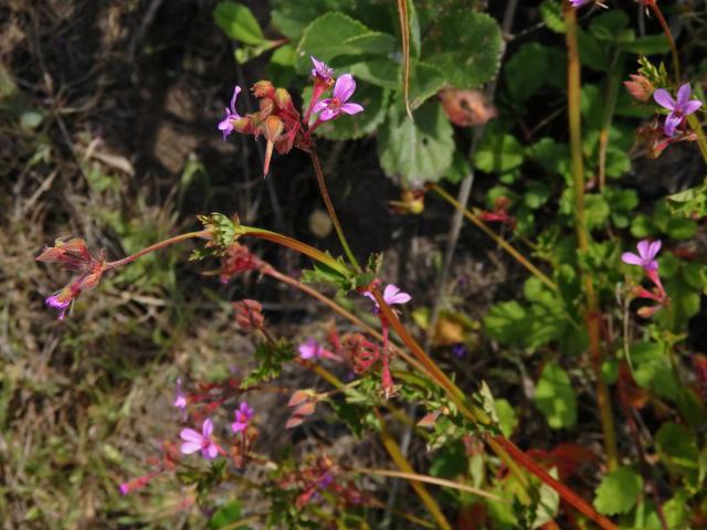 3_Kakostovité: Kakost (Geranium)