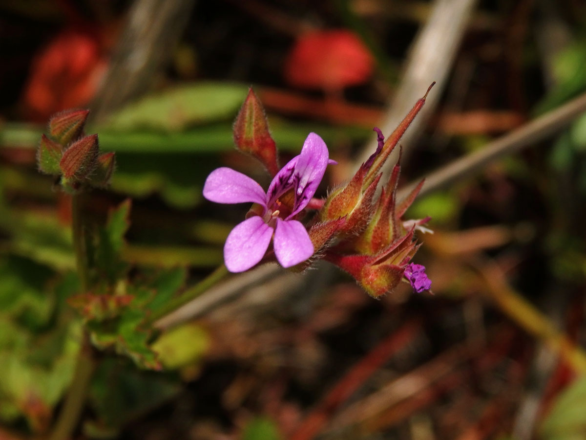 3_Kakostovité: Kakost (Geranium)