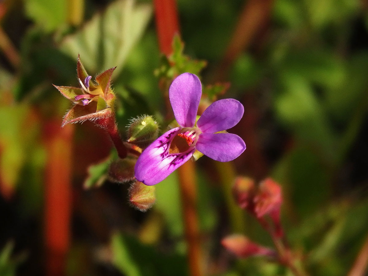 3_Kakostovité: Kakost (Geranium)