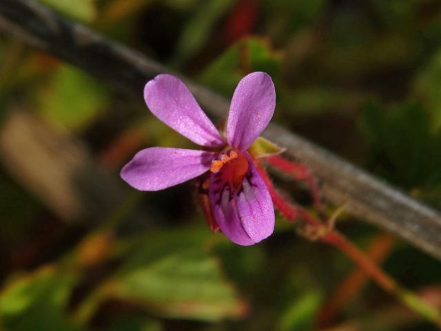 3_Kakostovité: Kakost (Geranium)