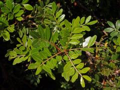 Řečík lentišek (Pistacia lentiscus L.)
