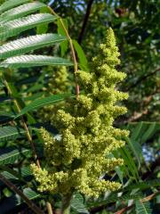 Škumpa orobincová (Rhus hirta  (L.) Sudw.)