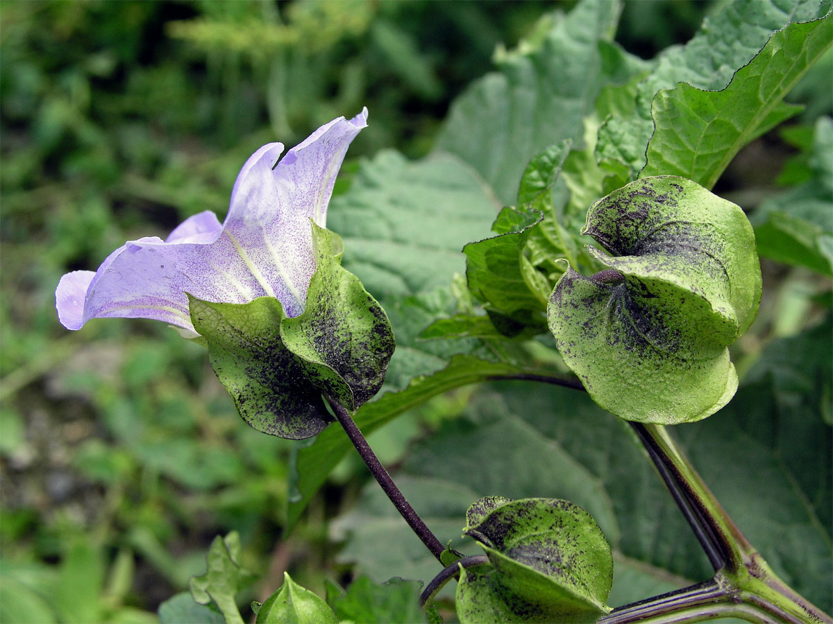 Lilík mochyňovitý (Nicandra physalodes (L.) Gaertn.)