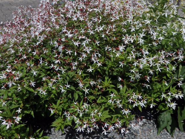 Gillenia trifoliata (L.) Moench