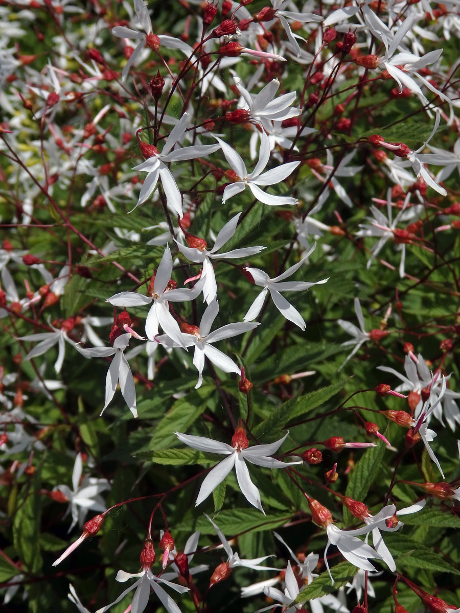 Gillenia trifoliata (L.) Moench