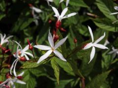 Gillenia trifoliata (L.) Moench