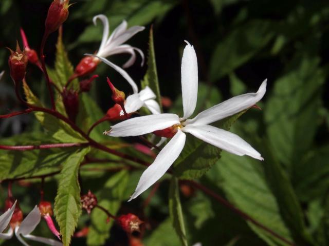 Gillenia trifoliata (L.) Moench