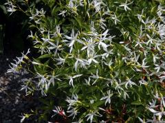 Gillenia trifoliata (L.) Moench