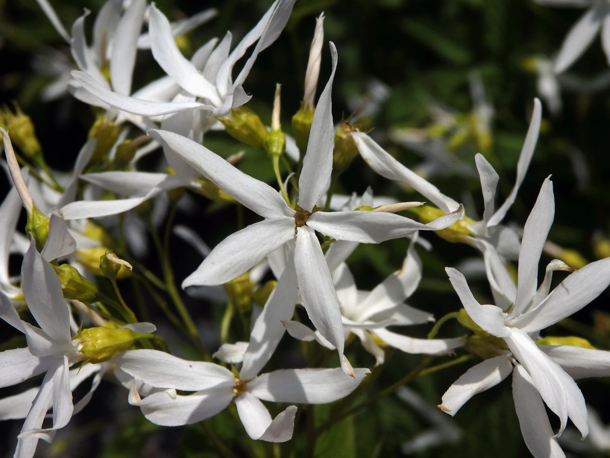 Gillenia trifoliata (L.) Moench