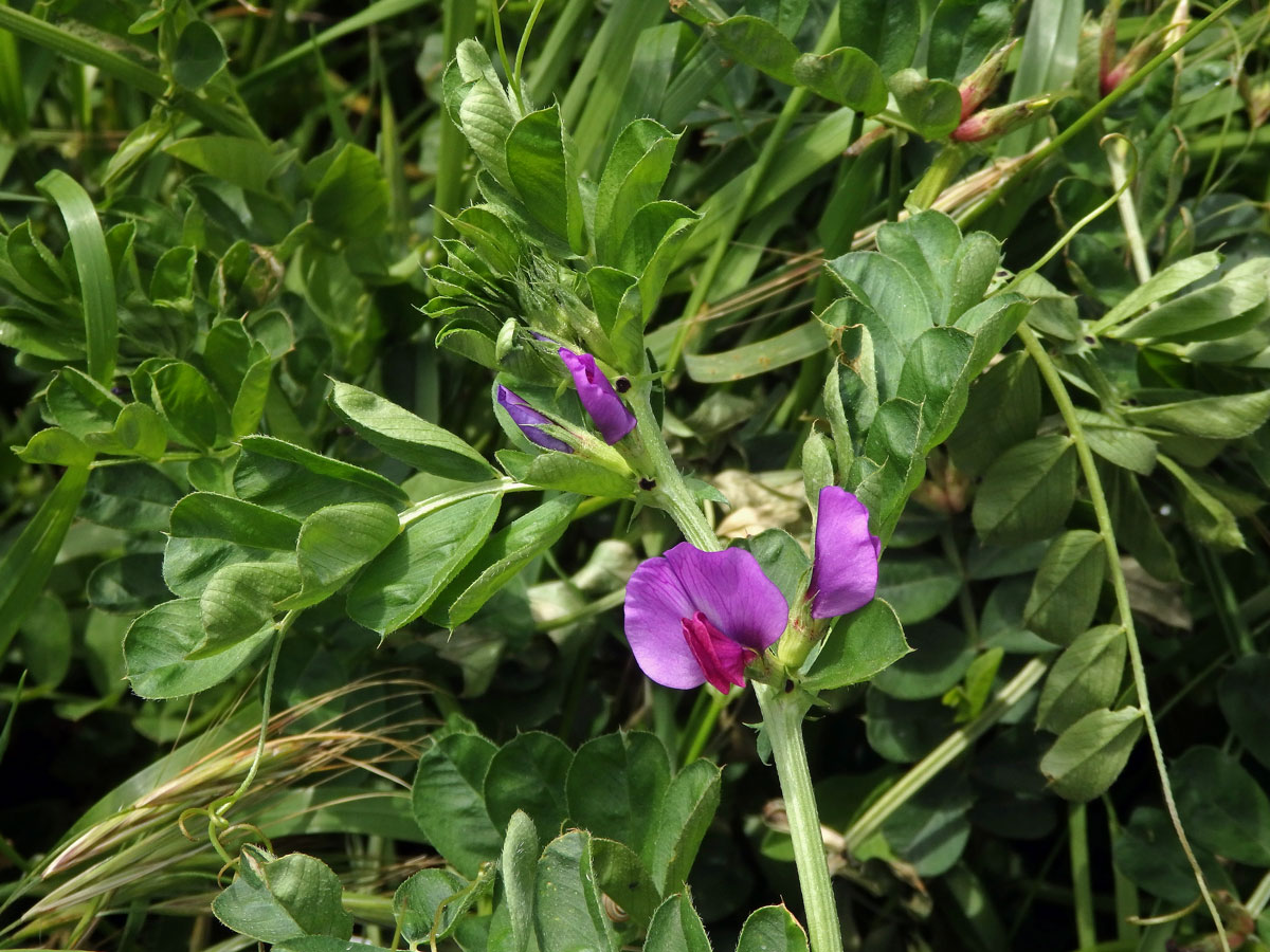 Vikev setá (Vicia sativa L.)