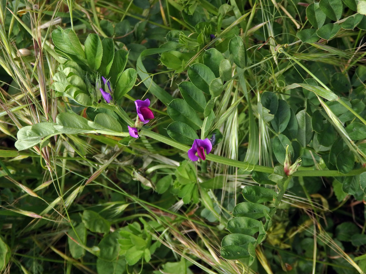 Vikev setá (Vicia sativa L.)