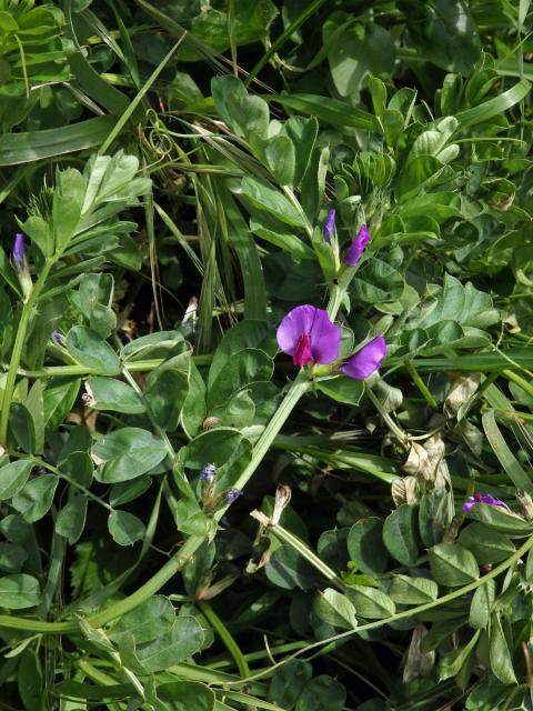 Vikev setá (Vicia sativa L.)