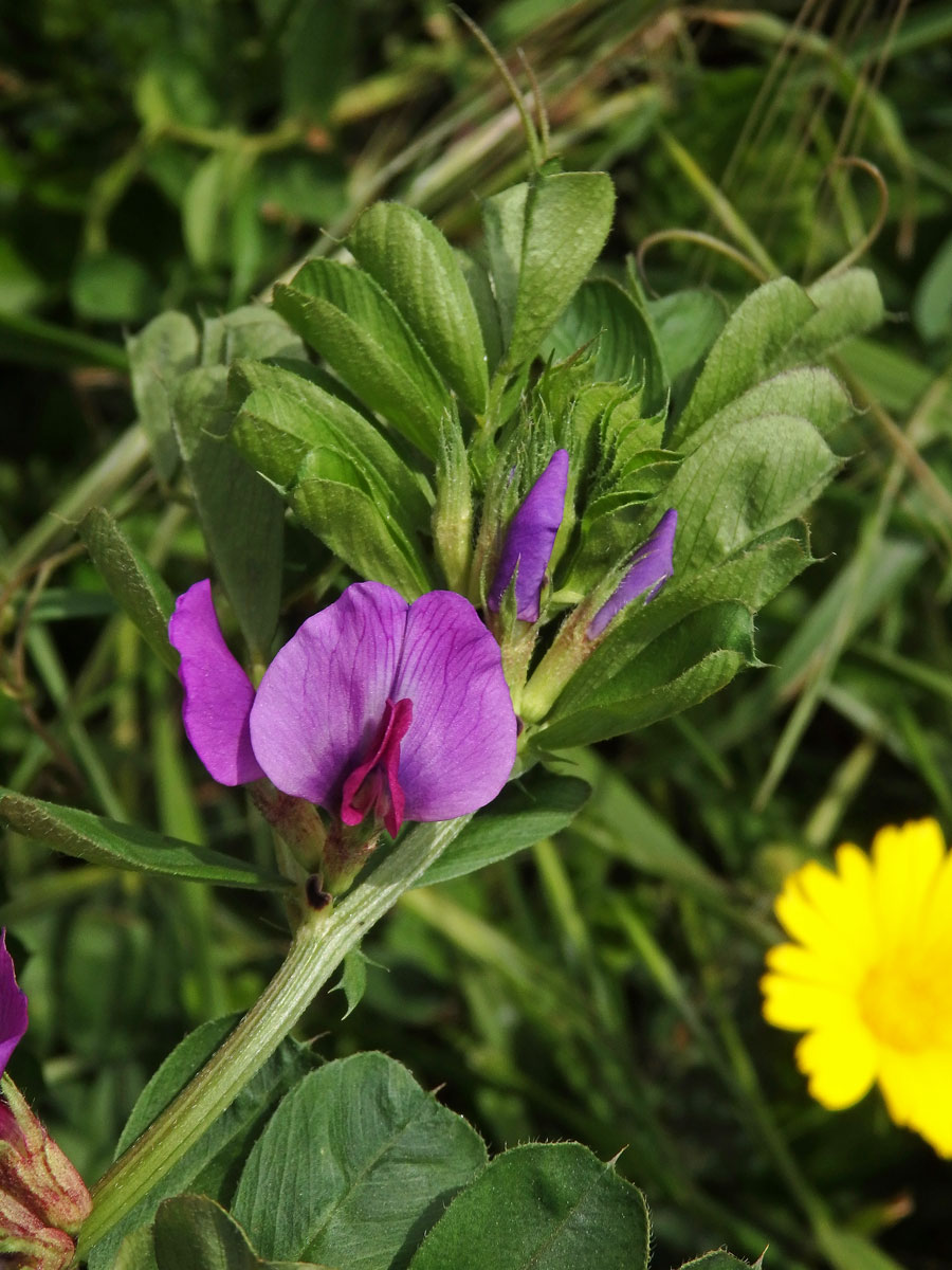 Vikev setá (Vicia sativa L.)