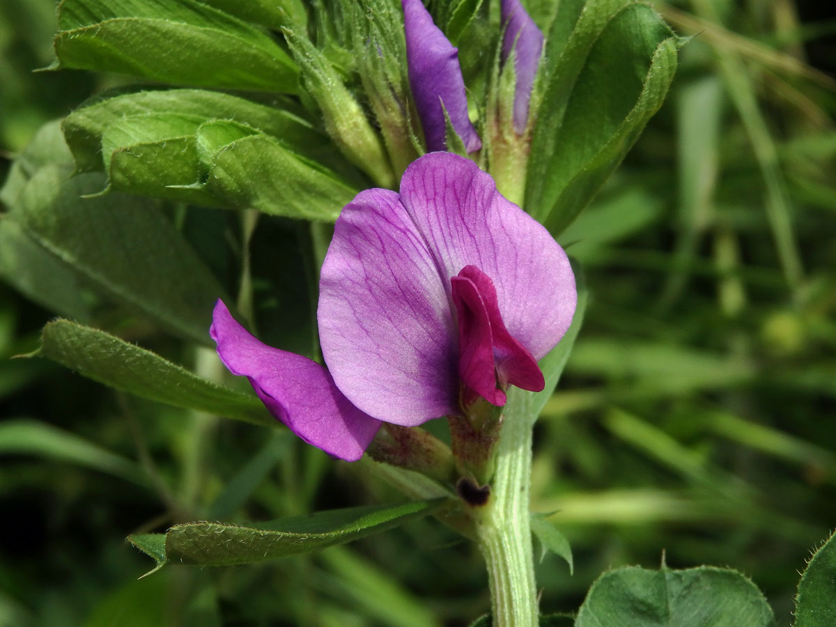 Vikev setá (Vicia sativa L.)