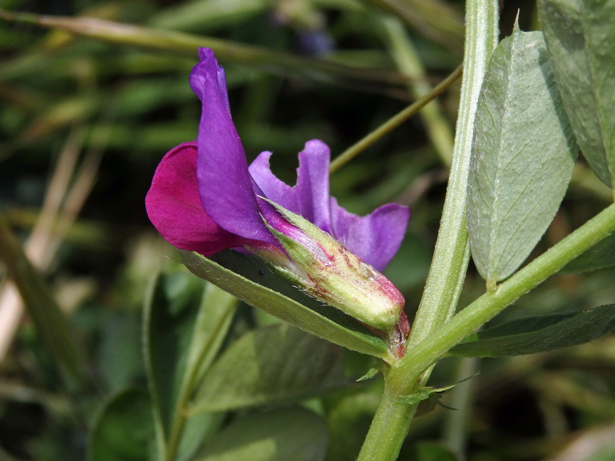 Vikev setá (Vicia sativa L.)