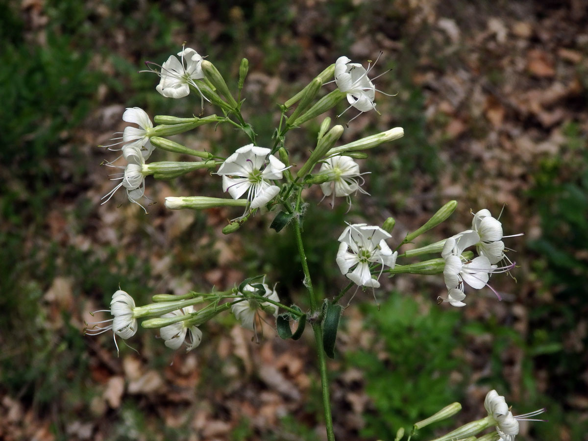 Silenka hajní (Silene nemoralis Waldst. & Kit.)