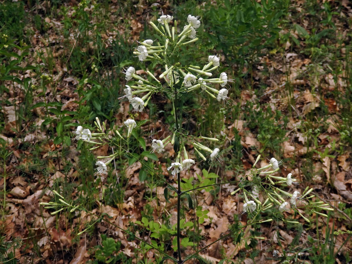 Silenka hajní (Silene nemoralis Waldst. & Kit.)