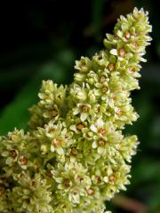 Škumpa orobincová (Rhus hirta  (L.) Sudw.)