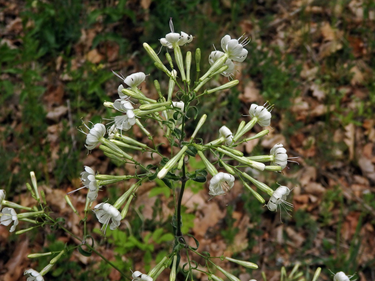 Silenka hajní (Silene nemoralis Waldst. & Kit.)