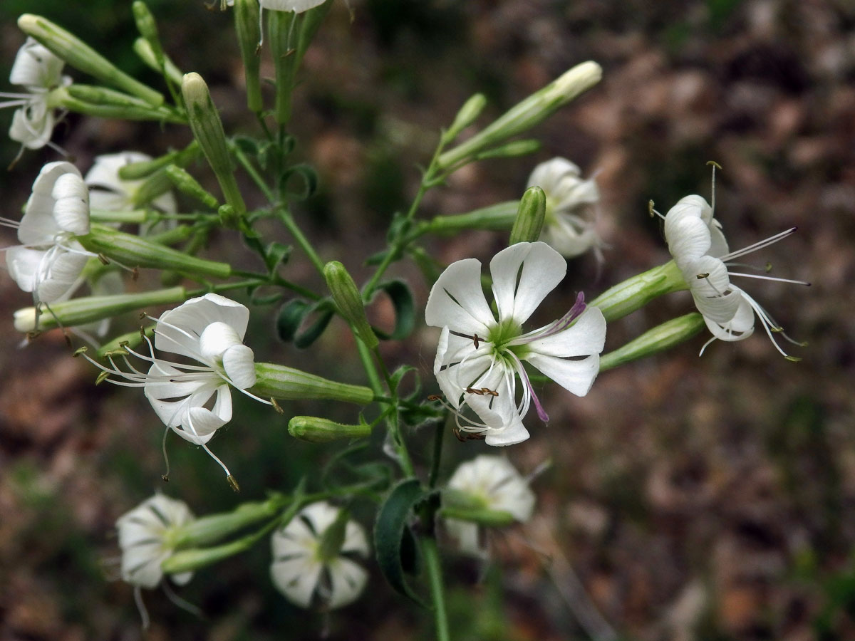 Silenka hajní (Silene nemoralis Waldst. & Kit.)