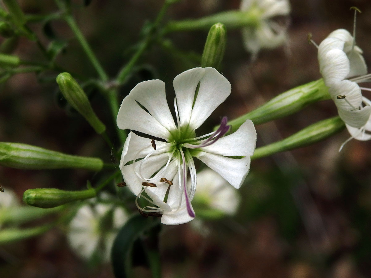 Silenka hajní (Silene nemoralis Waldst. & Kit.)