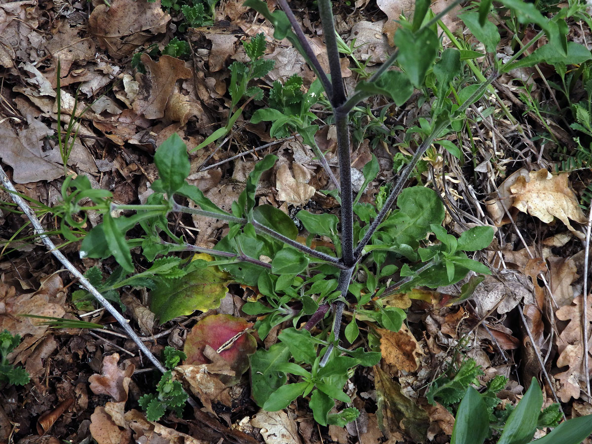 Silenka hajní (Silene nemoralis Waldst. & Kit.)