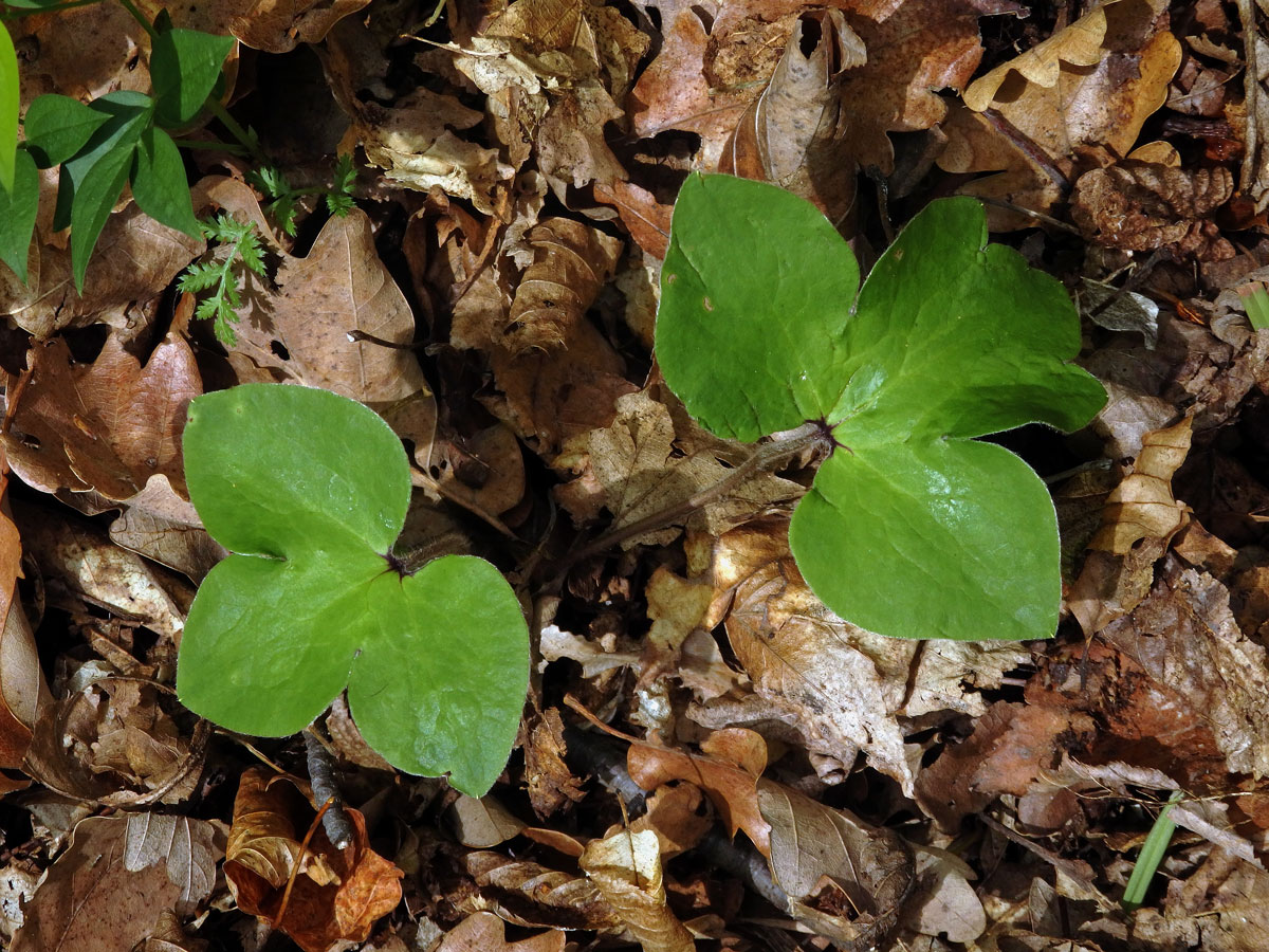 Jaterník podléška (trojlaločný) (Hepatica nobilis Schreber) s členěným listem (1a)