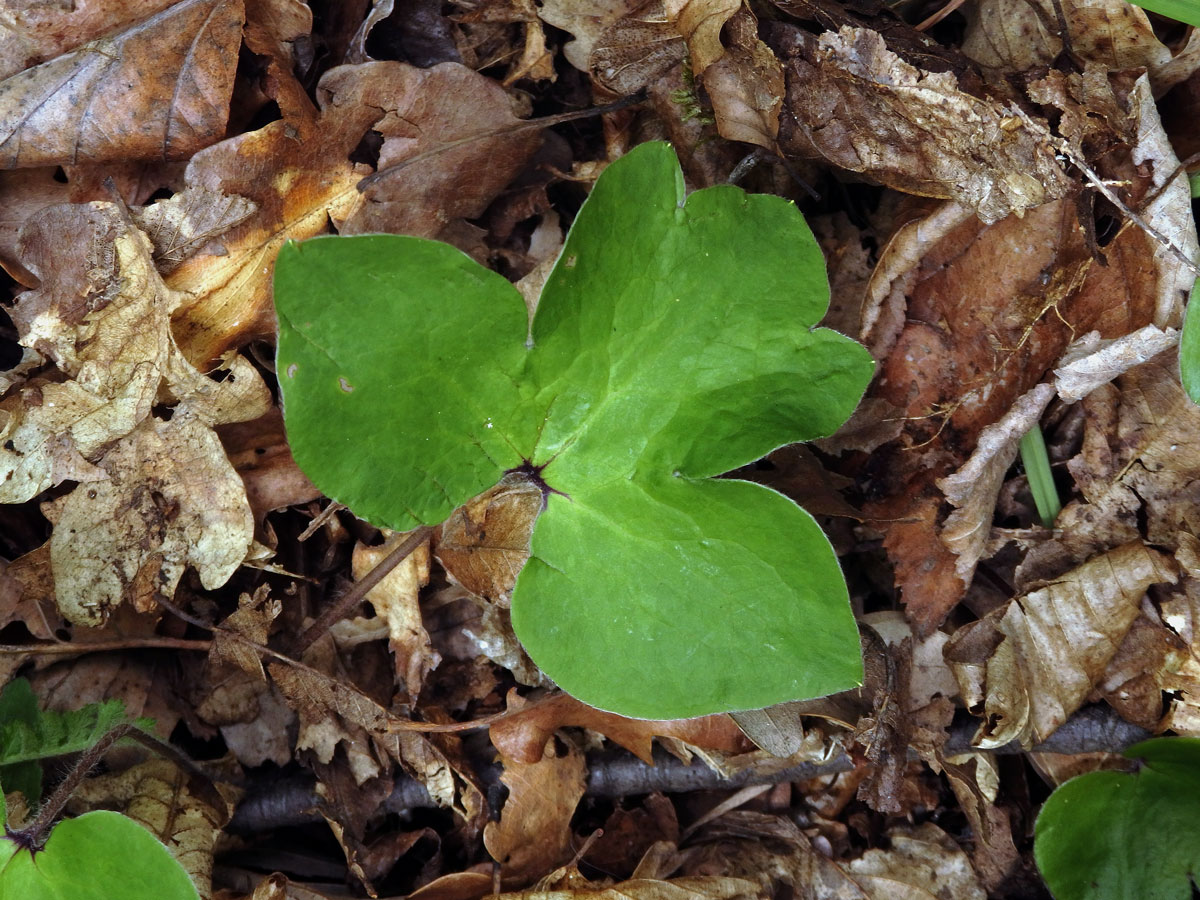 Jaterník podléška (trojlaločný) (Hepatica nobilis Schreber) s členěným listem (1b)