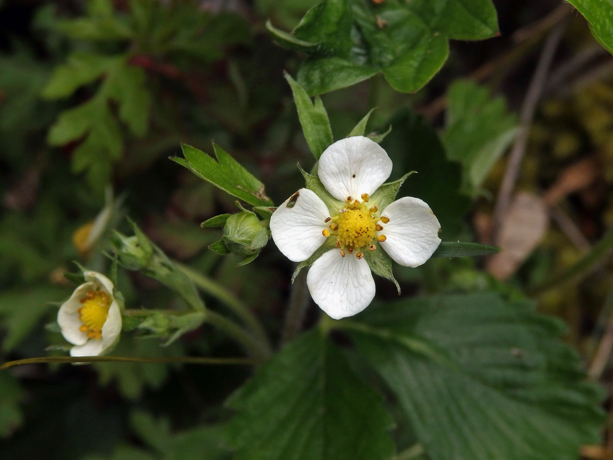 Jahodník obecný (Fragaria vesca L.), čtyřčetný květ (2a)