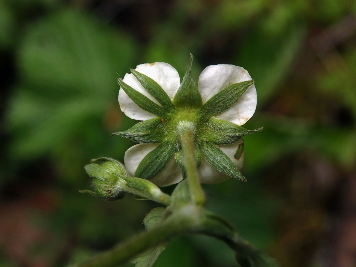 Jahodník obecný (Fragaria vesca L.), čtyřčetný květ (2b)