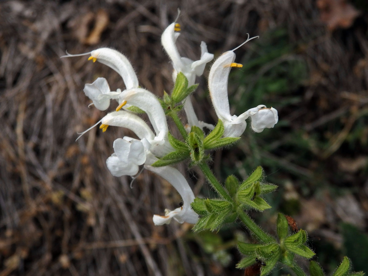 Šalvěj luční (Salvia pratensis L.) s bílými květy