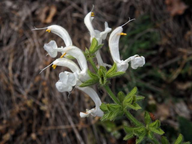 Šalvěj luční (Salvia pratensis L.) s bílými květy